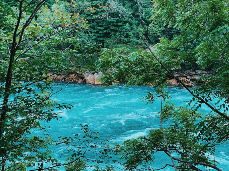 Blick durch die Büsche auf Niagara Glen