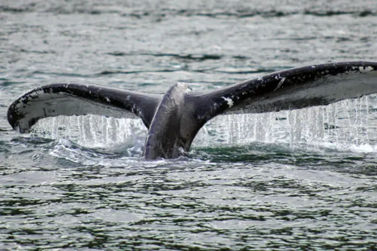 Orcaflosse vor der Küste Ontarios